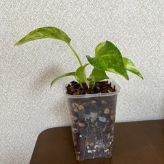 ポトス