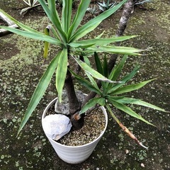 ユッカ　エレファンティペスの画像