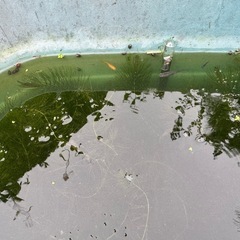 水草、浮き草、ホテイアオイ、マツモ、スクリューバネリア等の画像