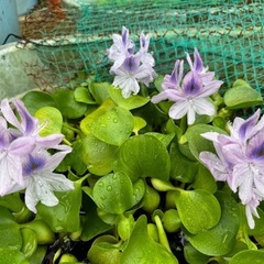 水草、浮き草、ホテイアオイ、マツモ、スクリューバネリア等の画像