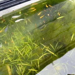 水草、浮き草、ホテイアオイ、マツモ、スクリューバネリア等