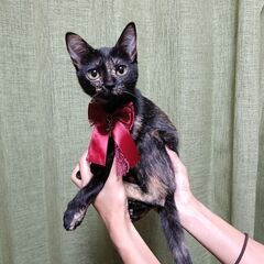 なつこちゃん（家族が決まりました）