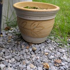 【取引中】植木鉢　まとめての画像