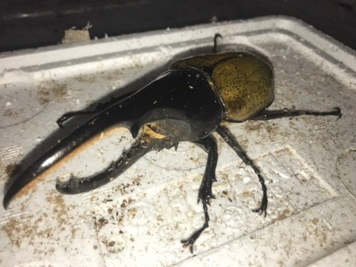 即ブリ　ヘラクレスオオカブトBULLメテオ