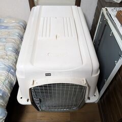 犬のバリケンの画像