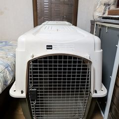 犬のバリケンの画像