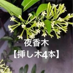 夜香木挿し木4本