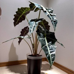 【大きさ80センチ】観葉植物　アロカシア　ポリー