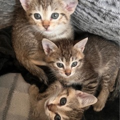 子猫の里親募集します