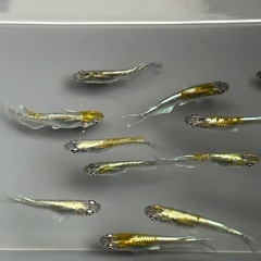 エメキン×花魁　F2個体 　17匹