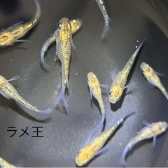 メダカ　ラメ王