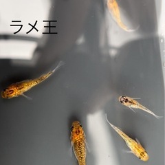 メダカ　ラメ王の画像