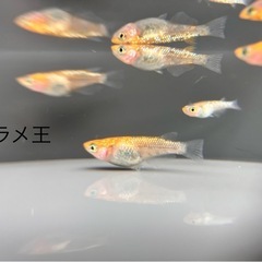 メダカ　ラメ王の画像