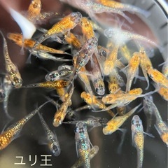メダカ　ユリ王
