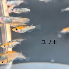 メダカ　ユリ王の画像