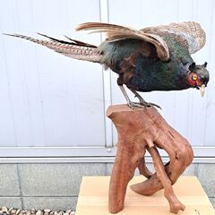 ★希少 美品 野鳥『 雉子 キジ 剥製 はく製 全長70cm 』