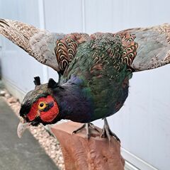 ［再値下げしました］希少 美品 野鳥『 雉子 キジ 剥製 はく製 全長70cm 』の画像