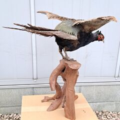 ［再値下げしました］希少 美品 野鳥『 雉子 キジ 剥製 はく製 全長70cm 』の画像