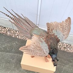 ［再値下げしました］希少 美品 野鳥『 雉子 キジ 剥製 はく製 全長70cm 』の画像