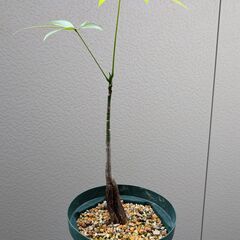 【さらに値下げ】実生パキラ（15cm鉢）の画像