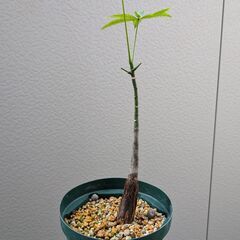 【さらに値下げ】実生パキラ（15cm鉢）の画像