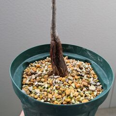 【さらに値下げ】実生パキラ（15cm鉢）の画像