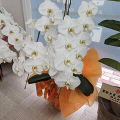 【無料】胡蝶蘭③