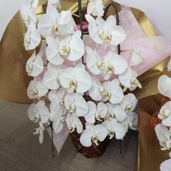 【無料】胡蝶蘭⑥