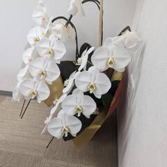 【無料】胡蝶蘭⑦