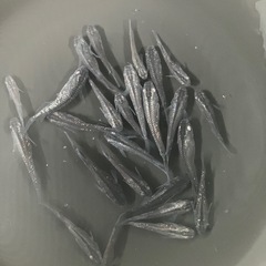 (お取引中の為受付終了)メダカ②の画像