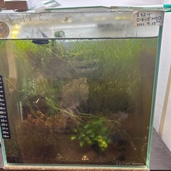 レッドビーシュリンプ　　用品全部込み【急ぎ】