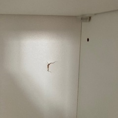 食器棚 リサイクルショップ宮崎屋 住吉店 24.10.6Fの画像