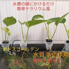 ポトス テラリウム アクアポニックス