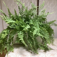 🌿ボストンタマシダ(観葉植物)C