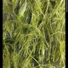 🌿マツモ水草ほしい分だけ🌿