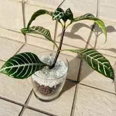 アフェランドラ　スクアロサ　ダニア　観葉植物　ハイドロカルチャー
