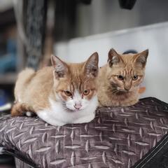 北見 子猫 里親募集 茶トラ オス 3〜4ヶ月 のら 保護