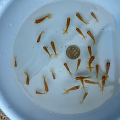 三尾和金の稚魚