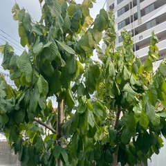 幻の果実　ポポーの苗の画像