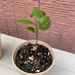 幻の果実　ポポーの苗の画像
