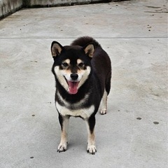 里親募集中☆柴犬