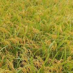 「取り引き中」🍚①令和6年産新米玄米①🍚