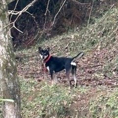 迷い犬