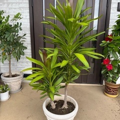 ユッカ ドラセナ 観葉植物