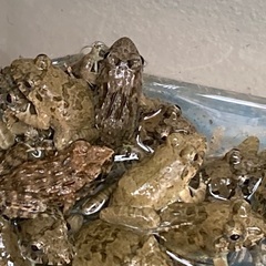 冷凍ヌマガエル500匹　大型魚、爬虫類、猛禽類などのエサ用にの画像