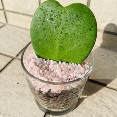 ハートホヤ　ホヤカーリー　ラブラブハート　観葉植物　多肉植物　ハ...
