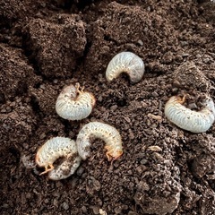 カブトムシ幼虫