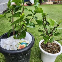 ハイビスカス 2種 まとめ