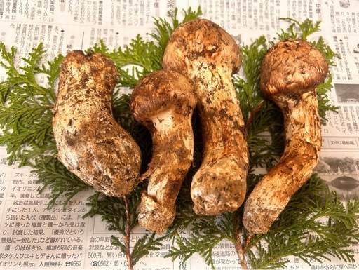 信州産松茸10月6日採れ