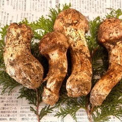 信州産松茸10月6日採れ